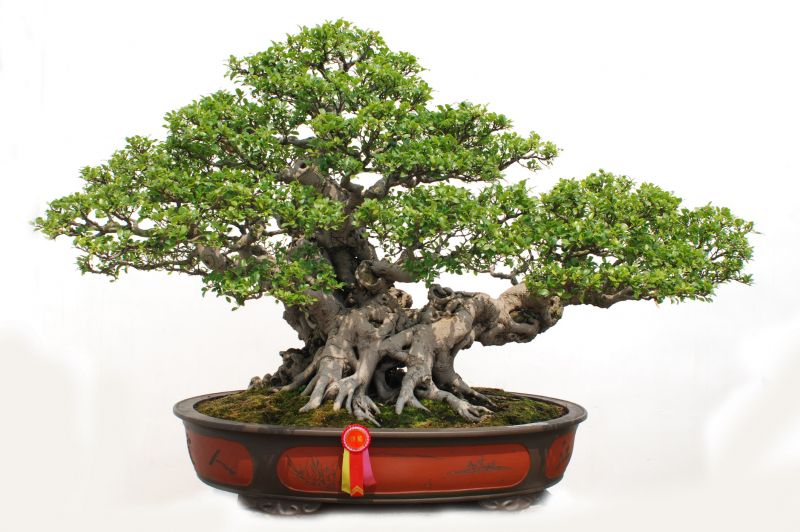 Bonsai Tree Pruning