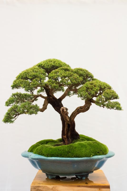 Bonsai Tree Pruning