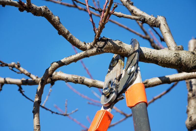 Bonsai Tree Pruning