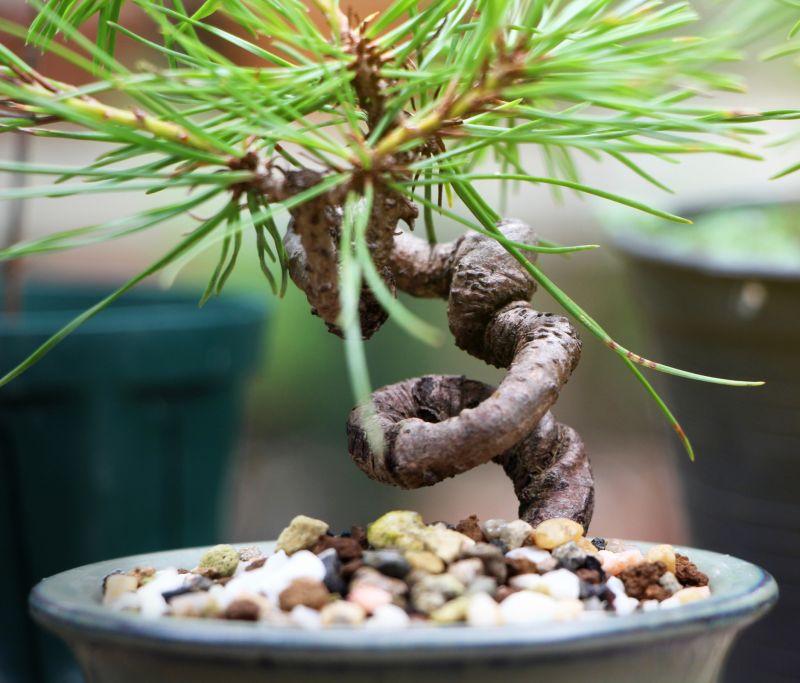 Bonsai Tree Pruning