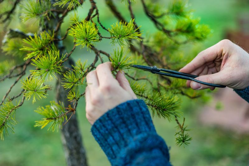 Bonsai Tools in Use