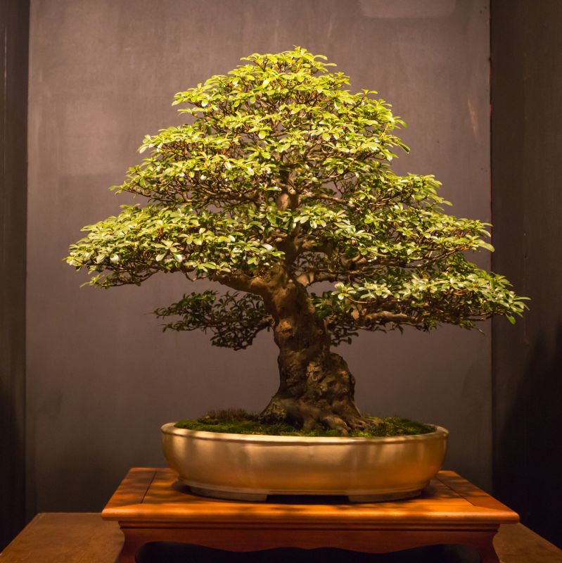 Pruned Bonsai with Fine Branching