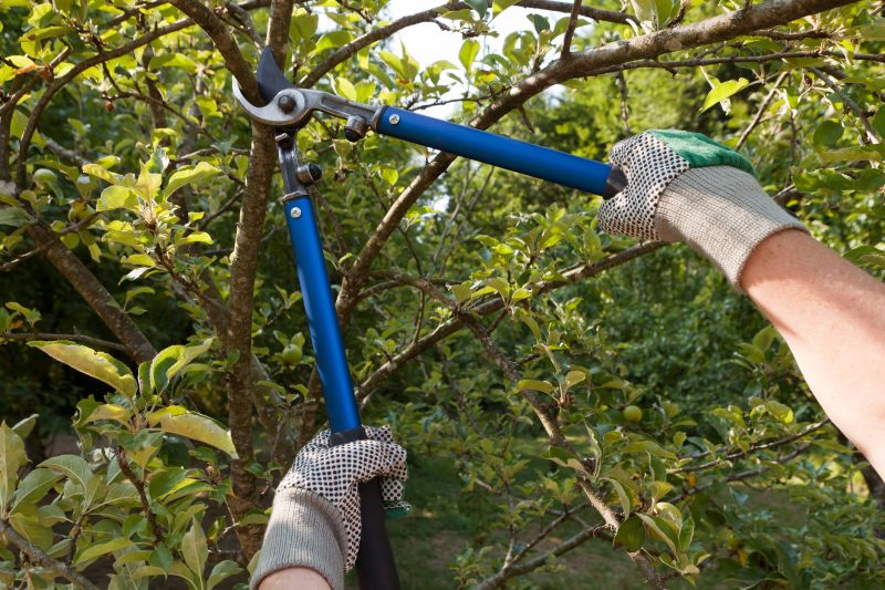 Bonsai Pruning Tools