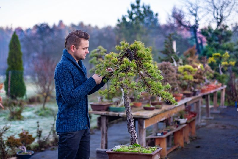 Bonsai Pruning in Spring