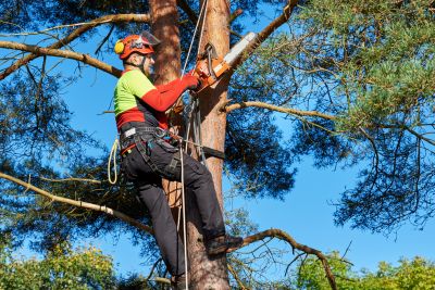 Commercial Tree Trimming in Reno, NV