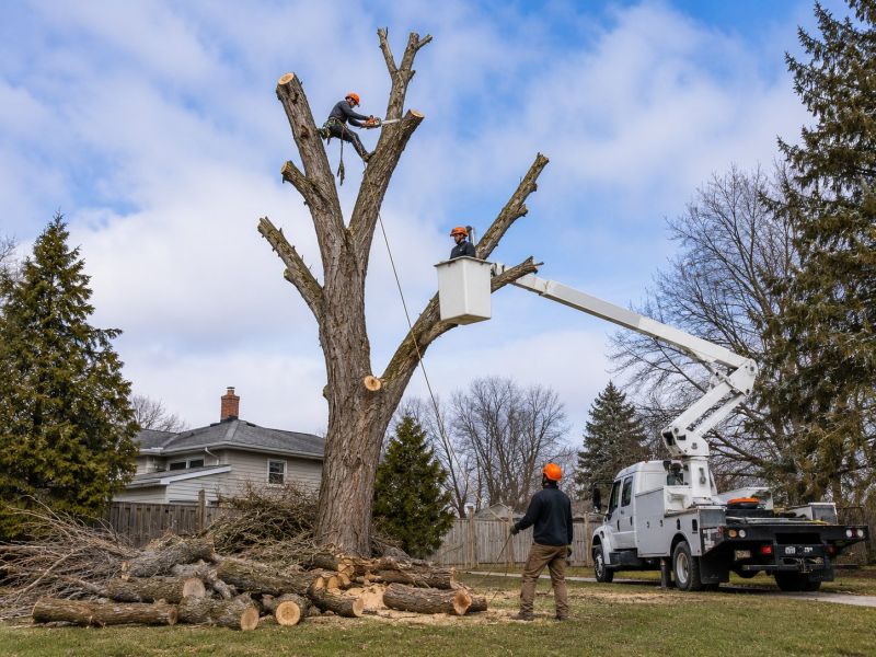 Hickory Tree Removal in Allentown, PA
