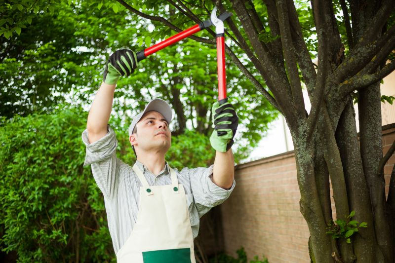Magnolia Tree Pruning in Doylestown, PA