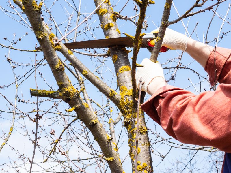 River Birch Trimming in Reno, NV