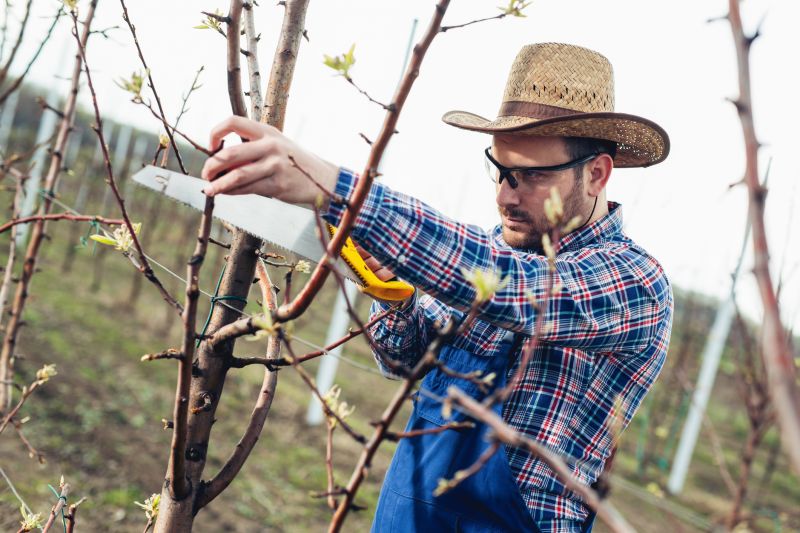 Avoid Summer Pruning
