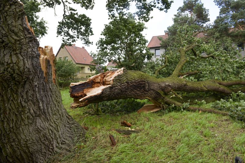 Willow Tree Removal in Aiken, SC