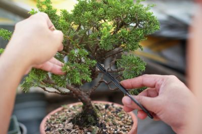 Get Professional Bonsai Trimming.