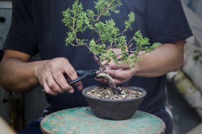 Improve the Aesthetic Appeal of the Bonsai Tree!