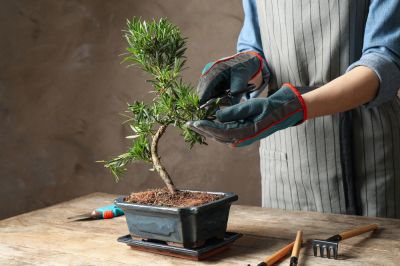 Maintain the Health of the Bonsai.